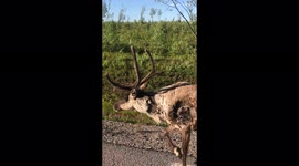 Met a friendly Reindeer in the middle of nowhere in the Swedish mountains