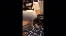 'Playful Husky won't let his cat friend rest'