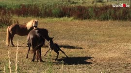 Watch this foal awkwardly struggle to stand for the first time in Sweden