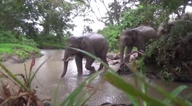 Herd of elephants relocate across forest cover in Sri Lanka