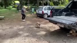 Protective goose shares special bond with its dog best friend