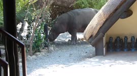 'Close the door!' Locals panic as hippo wanders into bar in Zambia