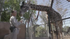Giraffe exhibit is one of the coolest things you’ll see