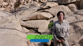 No weigh! Huge bighorn sheep horns are 20 pounds of heft