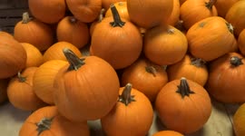 Sizeable pumpkins on display at Whole Foods Market in Kensington ahead of Halloween