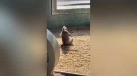 Ring-tailed lemur with outstretched arms looks as if it is 'hugging' the sunshine