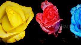 Oddly satisfying time-lapse shows white roses turning brightly coloured