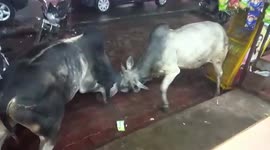 Two bulls lock horns in fierce fight on busy sidewalk in India