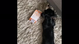 Funny dog and cat game, Leningrad region, Russia