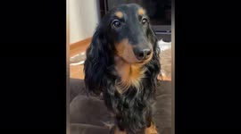 Dachshund tries on different fashion looks, Leningrad region, Russia