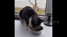 Standard cat's daily routine: eat and sleep, Leningrad Region, Russia