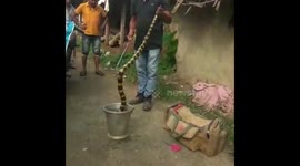 Snake wrangler rescues banded krait in east Indian village