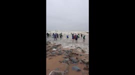 Hundreds of people risk their lives in the high waves to catch seafood