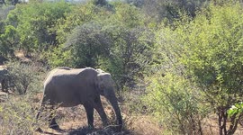 Incredible sighting of a wild albino elephant cow at Jabulani Safari in South Africa