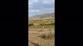 A beautiful Masai giraffes walking at Serengeti National Park, Tanzania