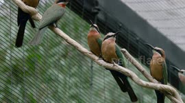 These Birds Don’t Care About the Stingers When They Snack on Honeybees!