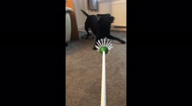 How to initiate the zoomies in a Labrador