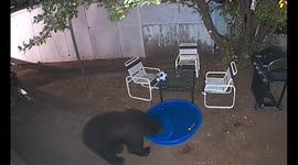 Black bear looking for apples in my yard: