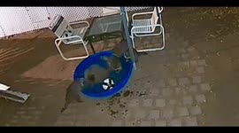 Family of Raccoons playing soccer in our little pool