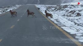 Tourists watch herd of mountain goats cross remote road in Pakistan
