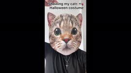 Owner wearing large cat mask films his felines' hilarious reactions to his outfit