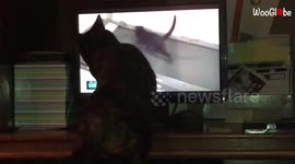 'Silly cat tries to catch animals on TV screen'