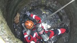 Indonesian officials rescue cat that was trapped in well with snakes for two days