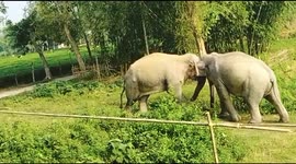 Locals intervene as two elephants go head to head in eastern India
