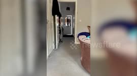 9-year-old bursts into tears of joy after her mum surprises her with puppy