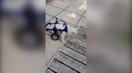 Strangers raise £5,000 to buy paralysed pooch a wheelchair in Lincoln, UK