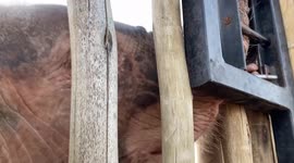 Orphaned elephant, Khanyisa, cleverly opens the gate to the orphanage by herself!