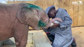 Carer Khensani sings to orphaned albino elephant Khanyisa while feeding her a milk bottle