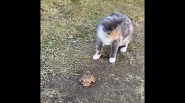 Funny video: a cat and a dog found a toad, Leningrad region, Russia