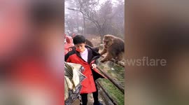 Monkey attempts to snatch tourist's bag at southern China's Mount Emei