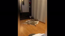 The cat beautifully dodged the dog's attack, Leningrad region, Russia