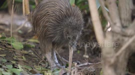 The unusual nature of New Zealand's national symbol, the Kiwi