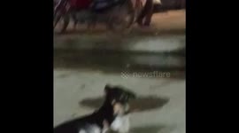 Whether human or animal.Mother always Mother.Kitten drank milk from dog when hungry......