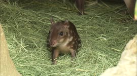 Lowland Paca piglet is the little bit of cute you need today