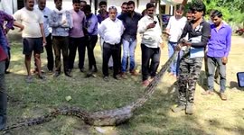Colossal 15-foot-long python rescued from village in central India