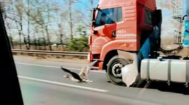 Wild goose flies alongside vehicles on Chinese highway