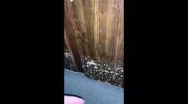 'Cat has an INCREDIBLY CUTE response when owner says 'hi' to her'