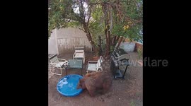 US homeowner shares compilation of curious bears roaming around house and paddling pool