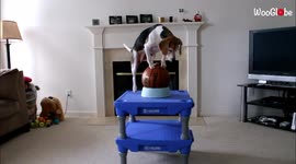 Golden retriever and beagle duo shows off their brilliant range of tricks