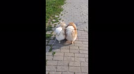 Two cute pomeranians synchronously wagging their tails, Mogilev, Belarus