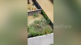 Stranded dogs rescued from flood in northeast Thailand