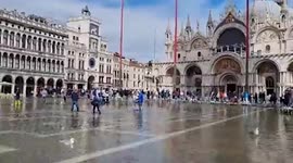 Bird sits in flood as climate change threatens Venice, Italy