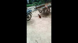 The chicken has a strange gait like a penguin