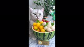Cat chef goes viral on TikTok with 3 million fans as pet 'cooks' gourmet recipes