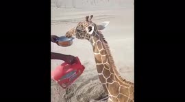 Footage shows giraffe finally getting water as hundreds of animals die due to drought in Kenya
