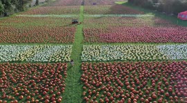 Pumpkin farm prepares for Halloween by beginning harvest of thousands of its bulbous orange gourds